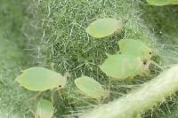 Aphis umbrella