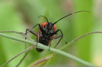 Calocoris nemoralis
