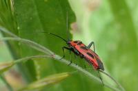Calocoris nemoralis