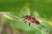 Calocoris nemoralis