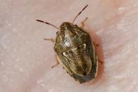 Neottiglossa leporina