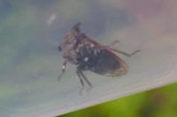 Centrotus cornutus