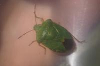 Palomena prasina