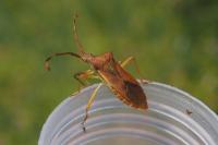 Gonocerus acuteangulatus