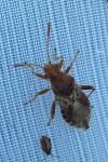 Rhopalus subrufus