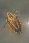 Aelia rostrata