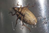 Aelia rostrata