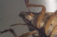 Aelia rostrata