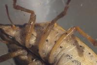 Aelia rostrata