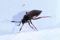 Capsus ater