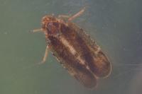 Tachycixius pilosus