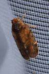 Tachycixius pilosus