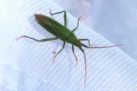 Stenodema calcarata