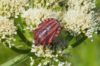 Graphosoma italicum