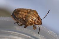 Neottiglossa leporina