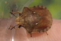 Eurygaster testudinaria