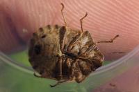 Eurygaster testudinaria