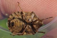 Eurygaster testudinaria