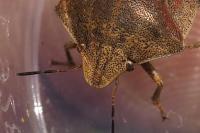 Eurygaster testudinaria