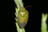 Piezodorus lituratus