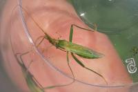 Stenodema laevigata