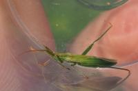 Stenodema laevigata