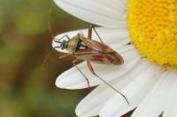 Calocoris roseomaculatus