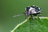 Eurydema oleracea