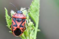 Eurydema ornata