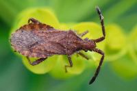 Coriomeris denticulatus