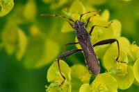 Camptopus lateralis