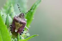 Dolycoris baccarum