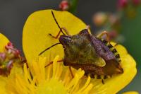 Carpocoris purpureipennis