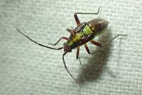 Calocoris roseomaculatus