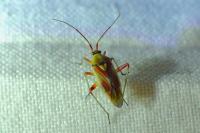 Calocoris roseomaculatus