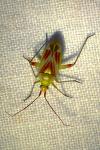 Calocoris roseomaculatus