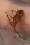 Gonocerus juniperi