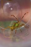 Gonocerus juniperi