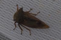 Centrotus cornutus