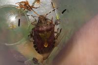 Dolycoris baccarum