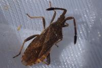 Coriomeris denticulatus