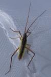 Notostira