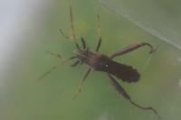 Camptopus lateralis