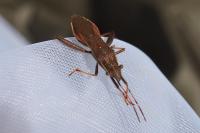 Camptopus lateralis