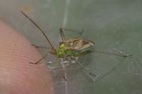 Adelphocoris lineolatus