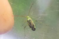 Adelphocoris lineolatus