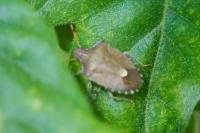 Peribalus strictus vernalis