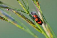 Cercopis vulnerata
