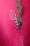 Macrosiphum rosae