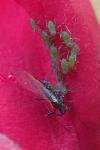Macrosiphum rosae